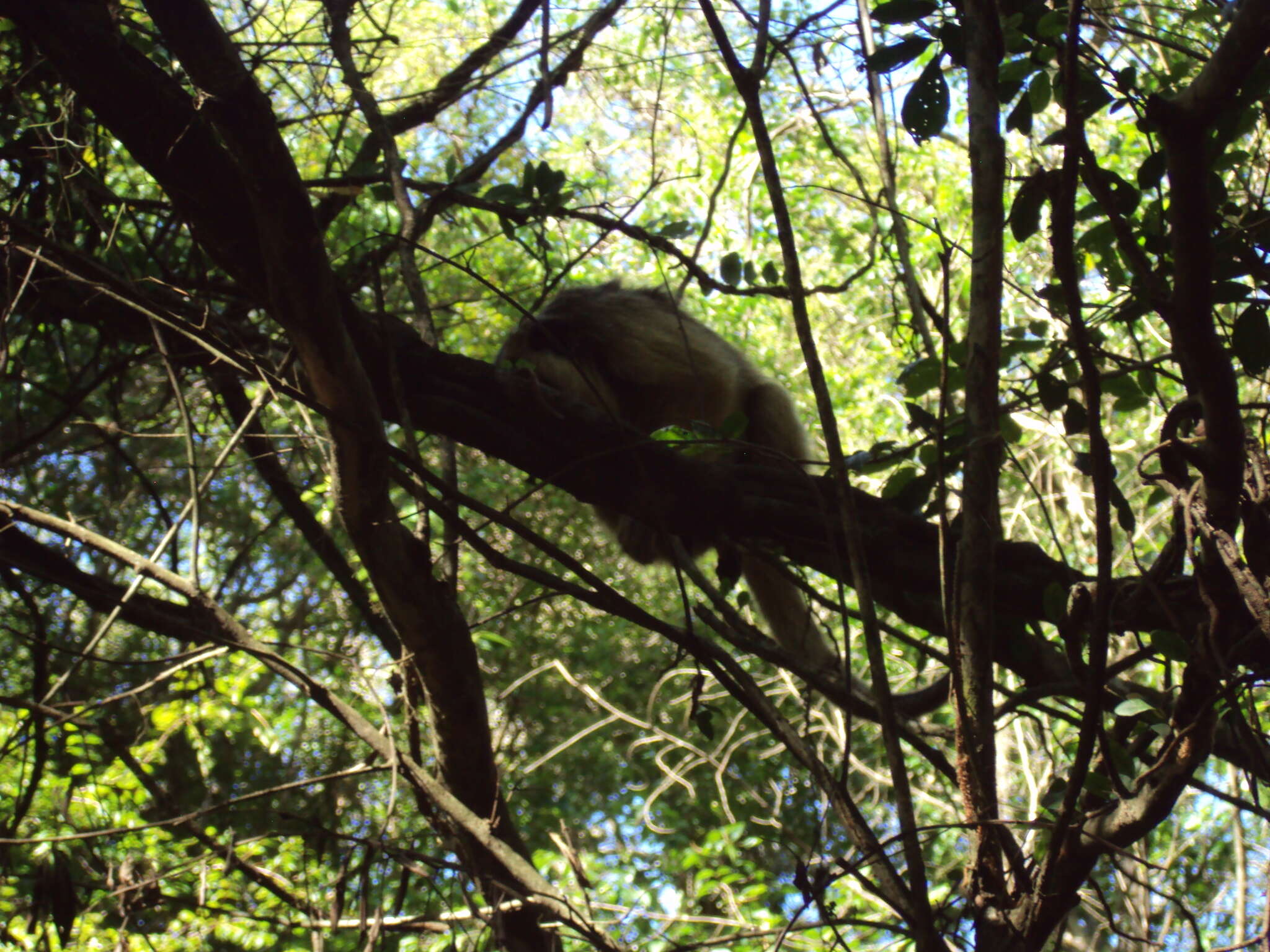 Plancia ëd Alouatta caraya (Humboldt 1812)