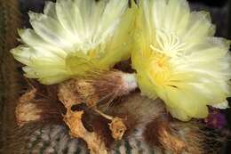 Image of Parodia lenninghausii (F. Haage) F. H. Brandt ex Eggli & Hofacker