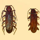 Image of Cotyachryson