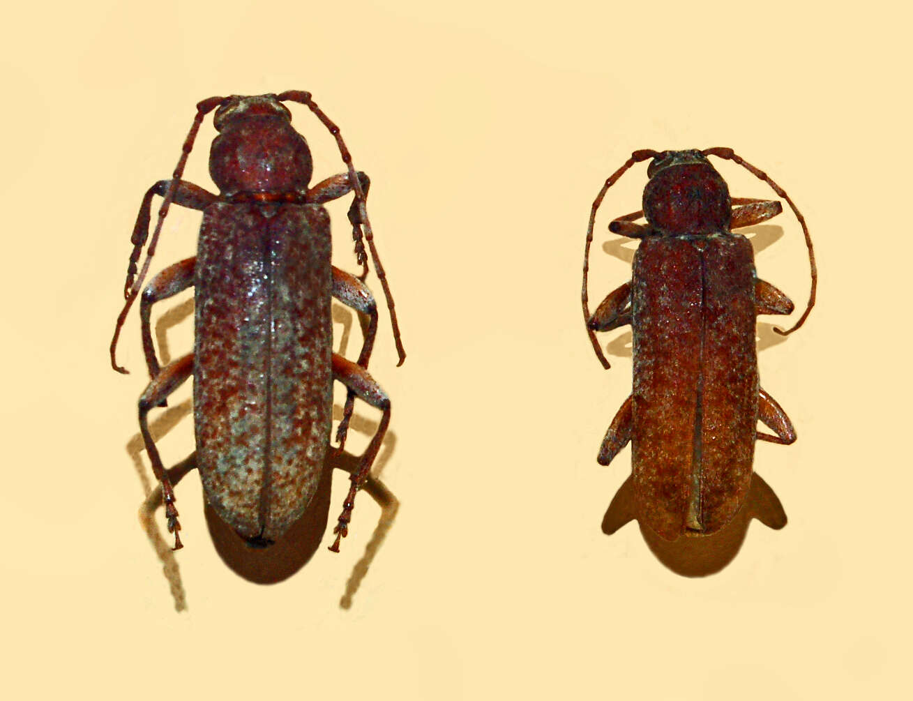 Image of Cotyachryson