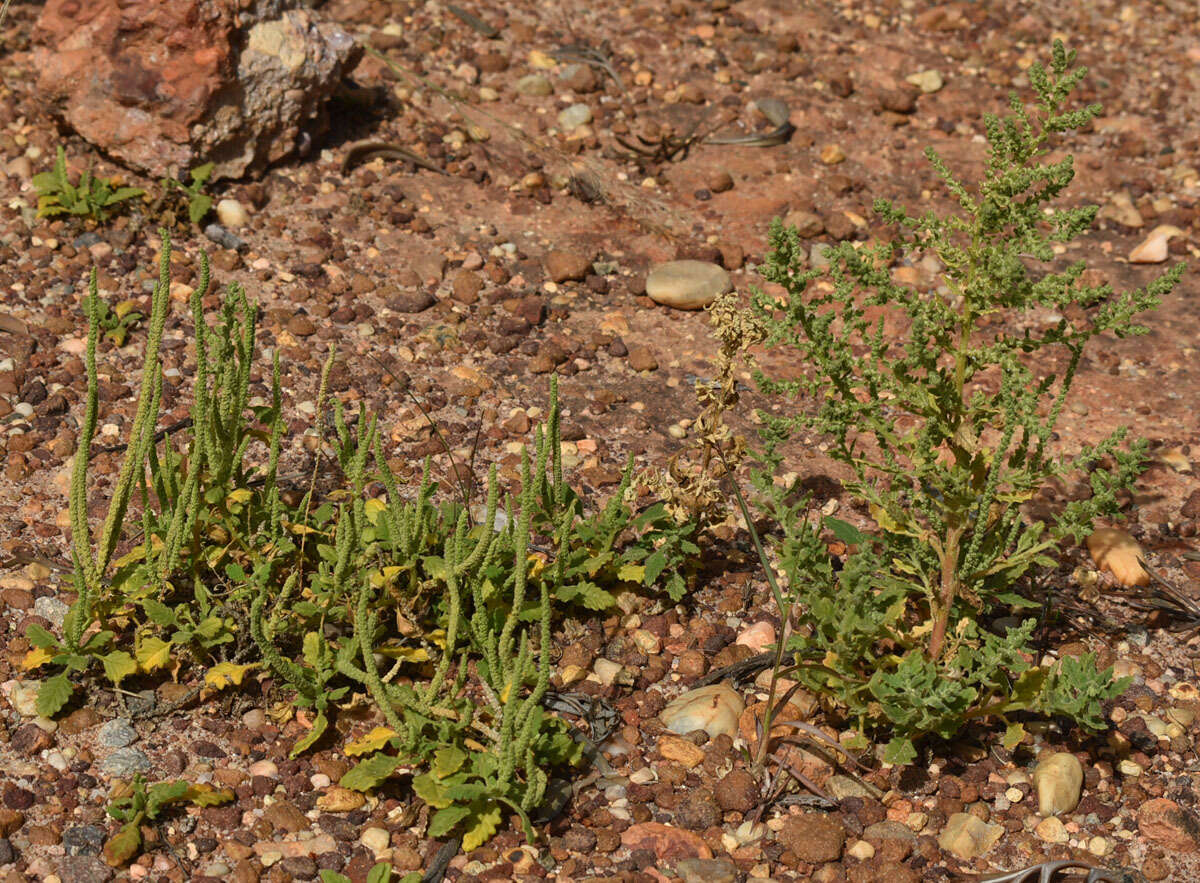 Image of Dysphania rhadinostachya (F. Müll.) A. J. Scott