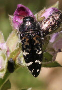 Image of Acmaeodera connexa Le Conte 1859