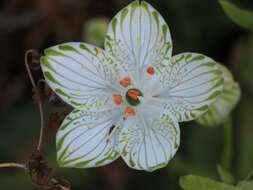 Image of largeleaf grass of Parnassus