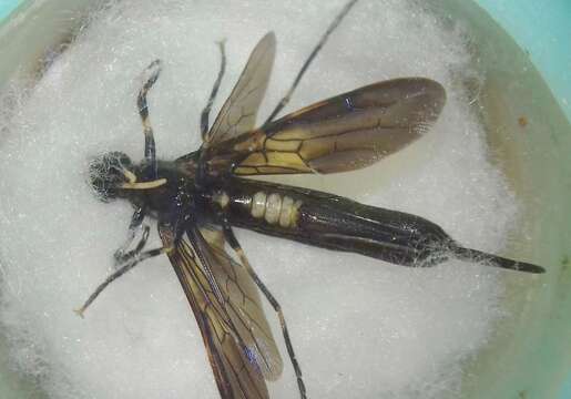 Image of <i>Tremex magus</i>