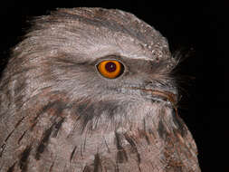 Image of frogmouths