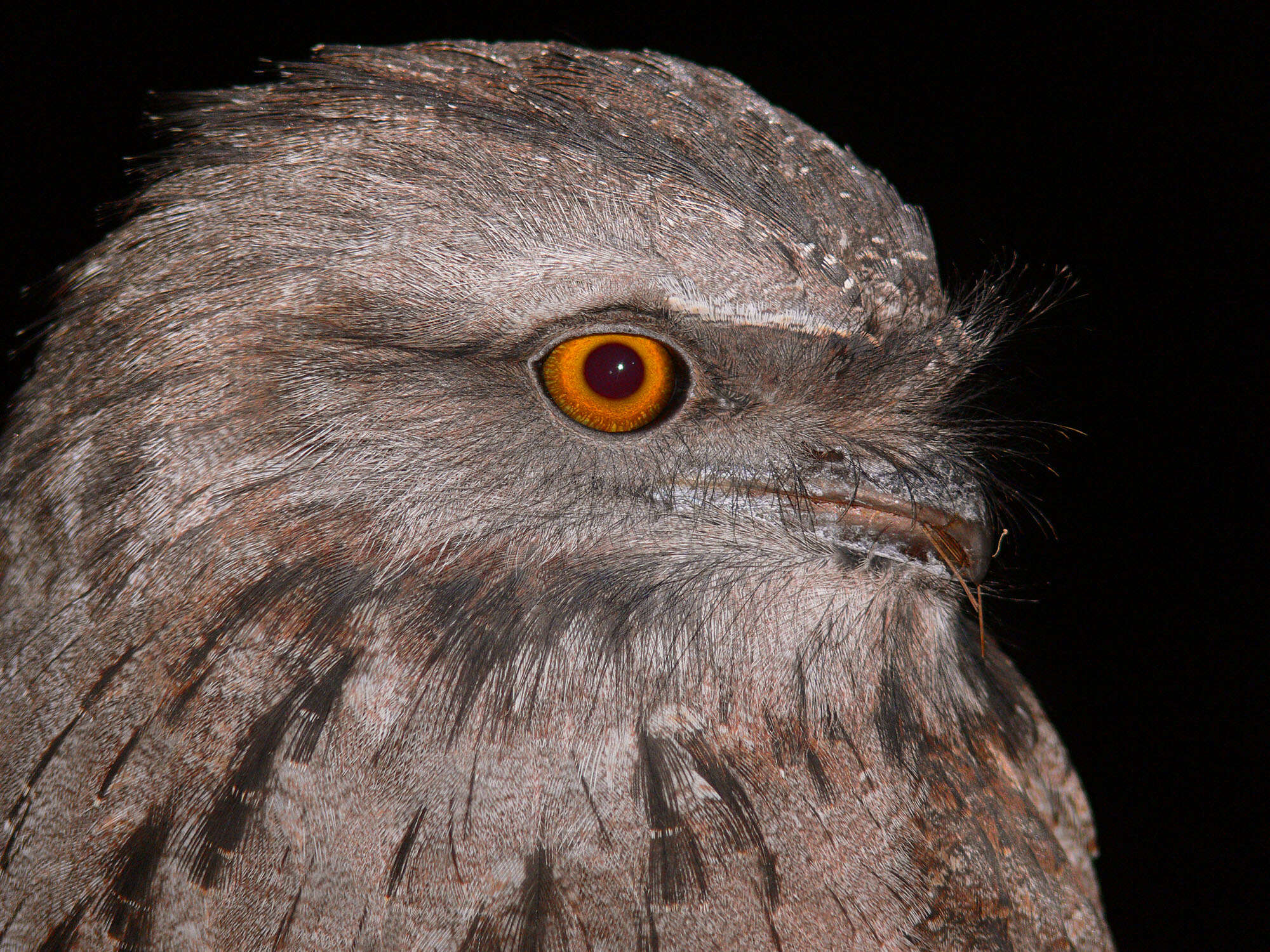 Image of frogmouths