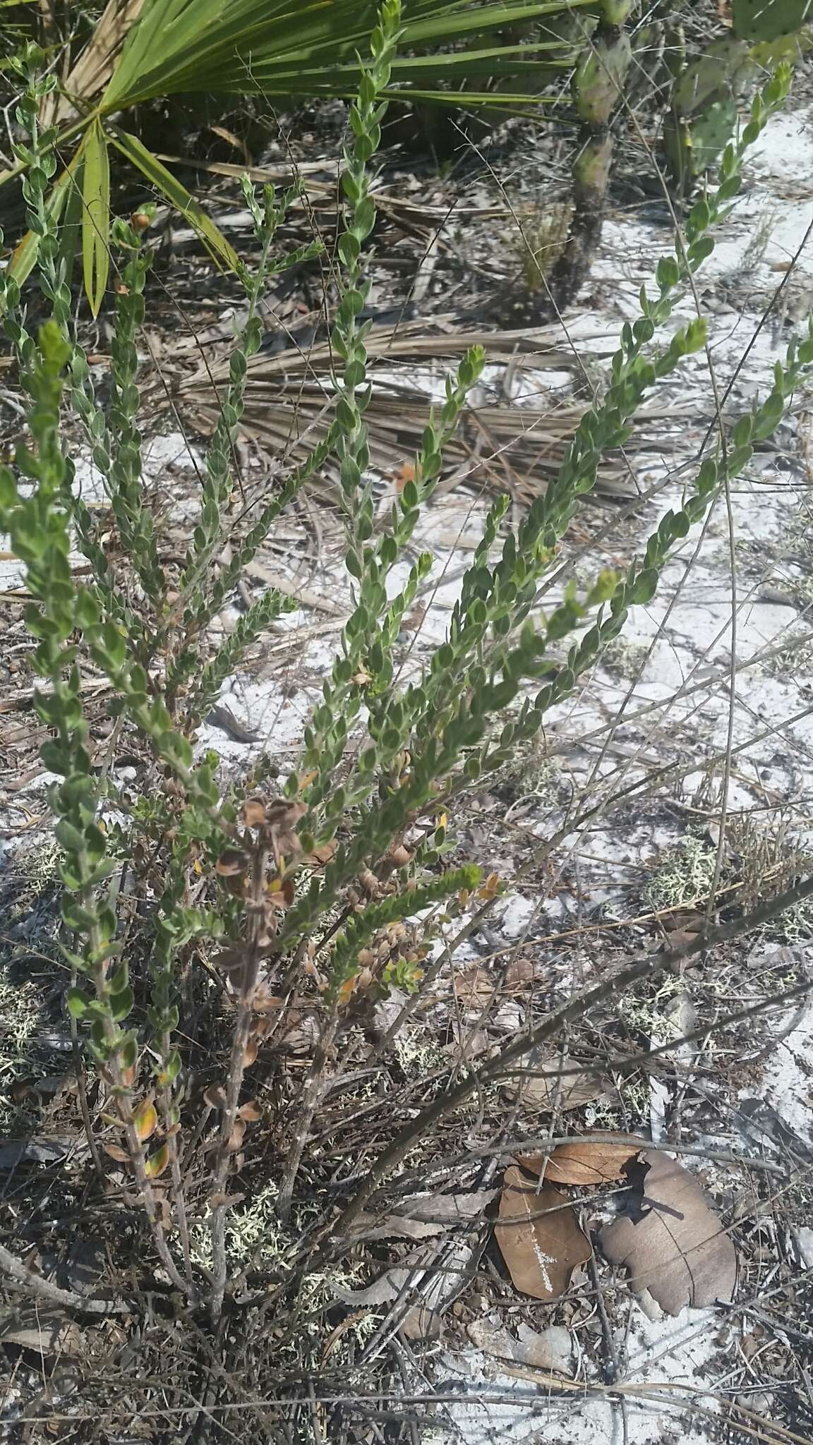 Image of Scrub Pinweed