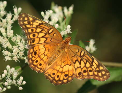 Image of Variegated Fritillary