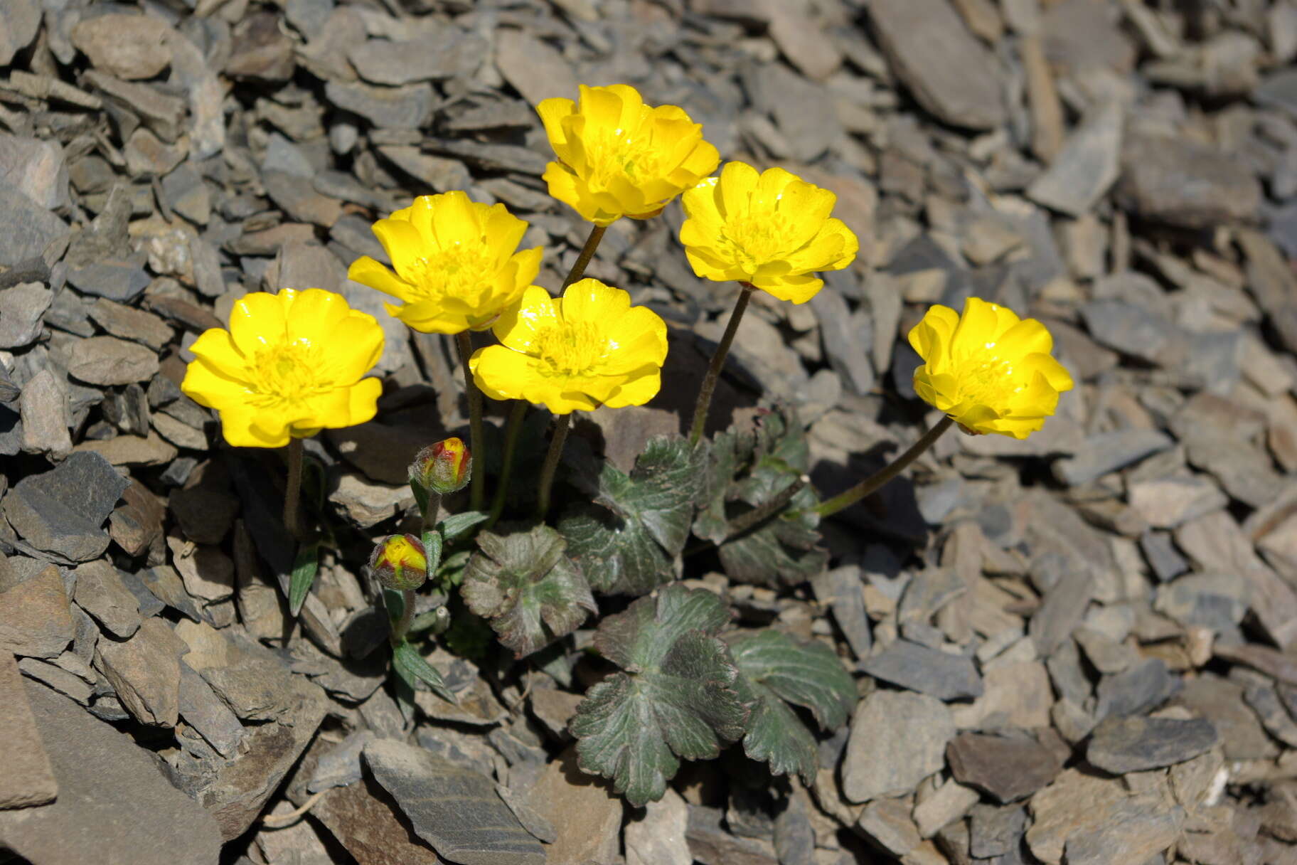 Image of Ranunculus arachnoideus C. A. Mey.