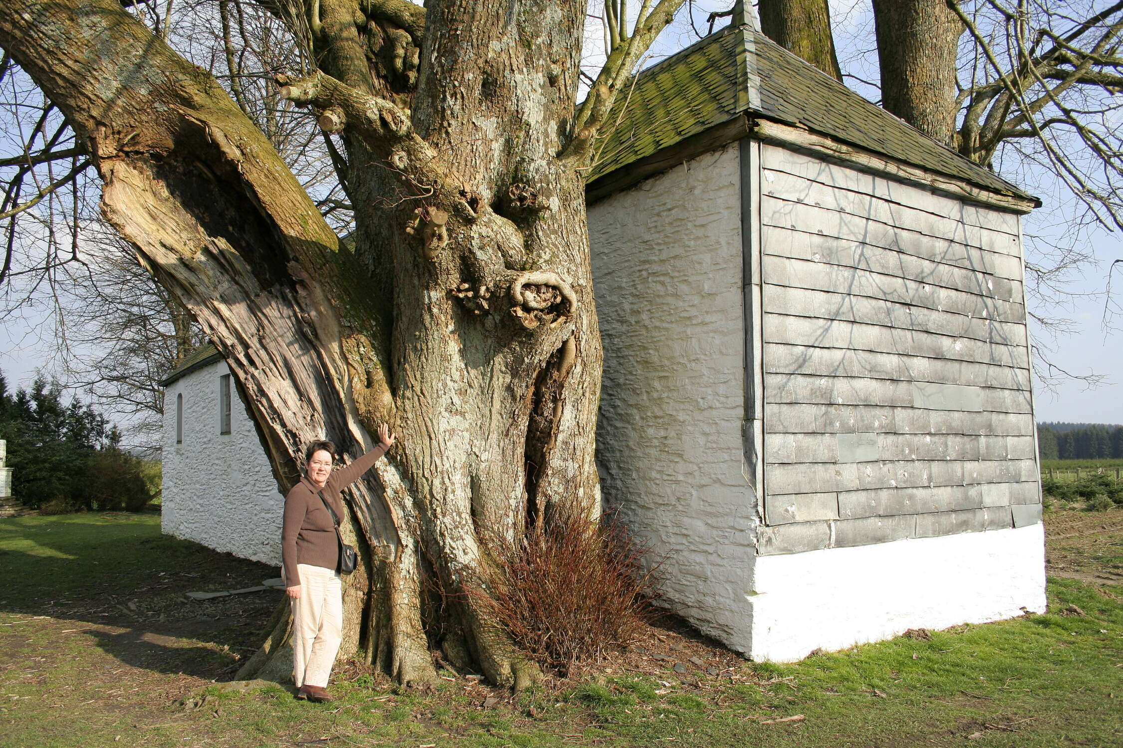 Image of Large-leaved Lime