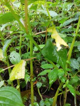 Image of Pilea melastomoides (Poir.) Wedd.