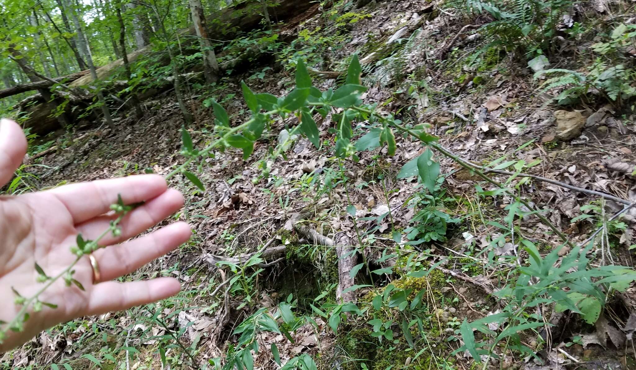 Image of Rayless Mock Goldenrod