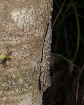 Image of Gekko reevesii (Gray 1831)