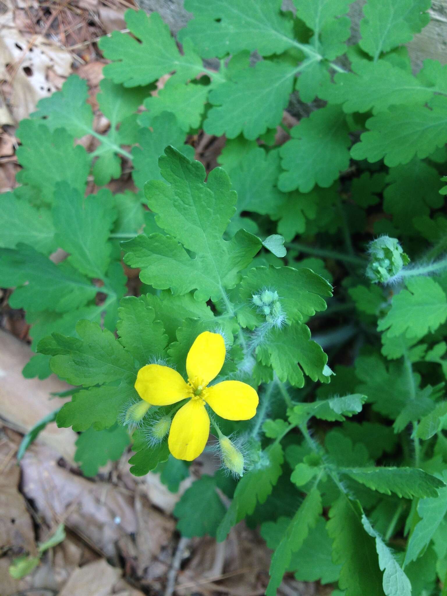 Image of celandine