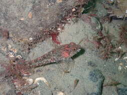 Image of Plumose sculpin