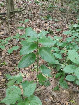 Melittis melissophyllum subsp. carpatica (Klokov) P. W. Ball resmi