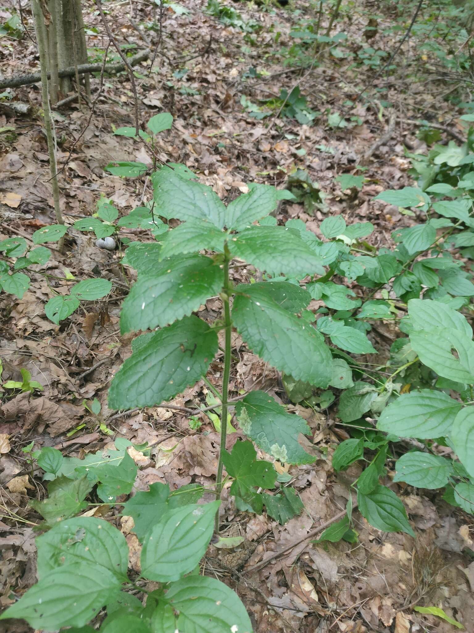 Plancia ëd Melittis melissophyllum subsp. carpatica (Klokov) P. W. Ball