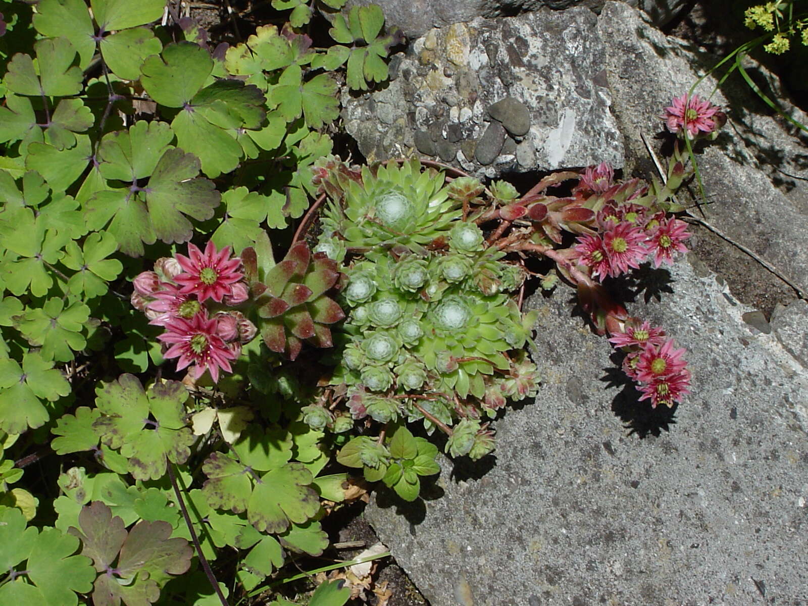 Image of Cobweb Houseleek