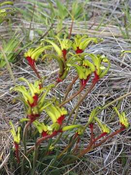 Image of Anigozanthos bicolor subsp. decrescens Hopper