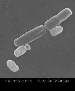 Image of Bacillus subtilis