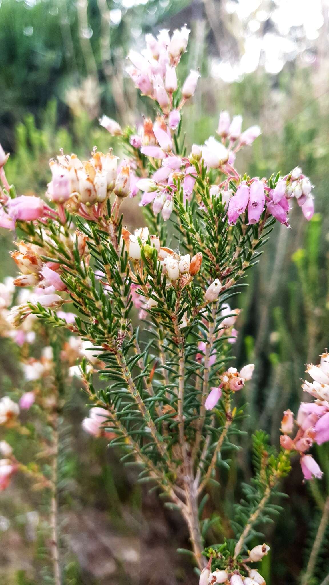 Image of Erica terminalis Salisb.