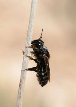 Image of Megachile parietina (Geoffroy 1785)