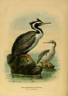 Image of Phalacrocorax Brisson 1760