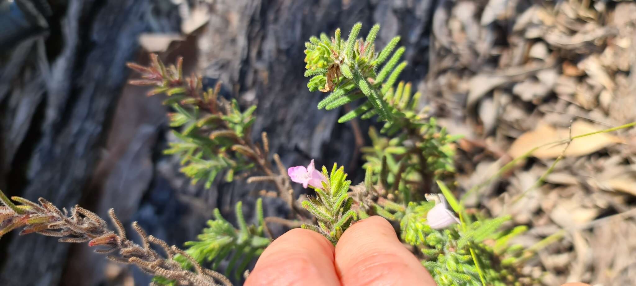 Image of Chloanthes