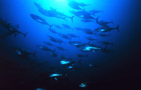 Image of Atlantic Bluefin Tuna