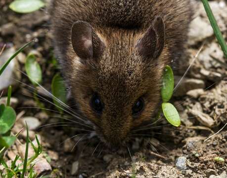 Image of wood mouse, long-tailed field mouse