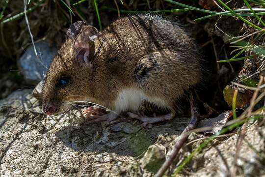 Image of wood mouse, long-tailed field mouse