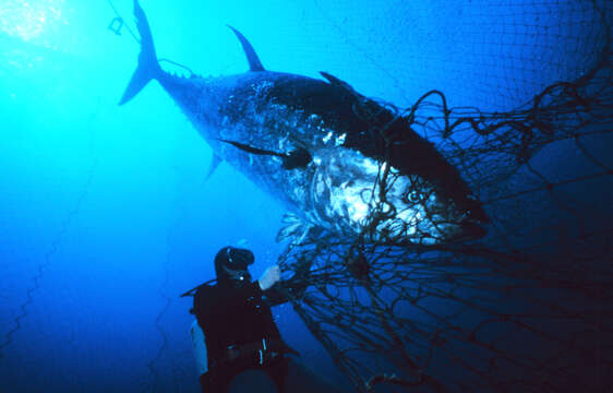 Image of Atlantic Bluefin Tuna