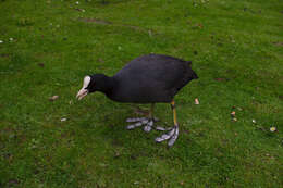 Image of Common Coot