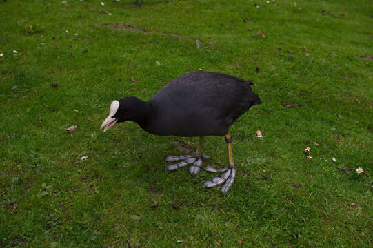 Image of Common Coot