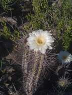 Image de Echinopsis deserticola (Werderm.) H. Friedrich & G. D. Rowley