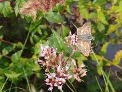 Image of oberthürs grizzled skipper