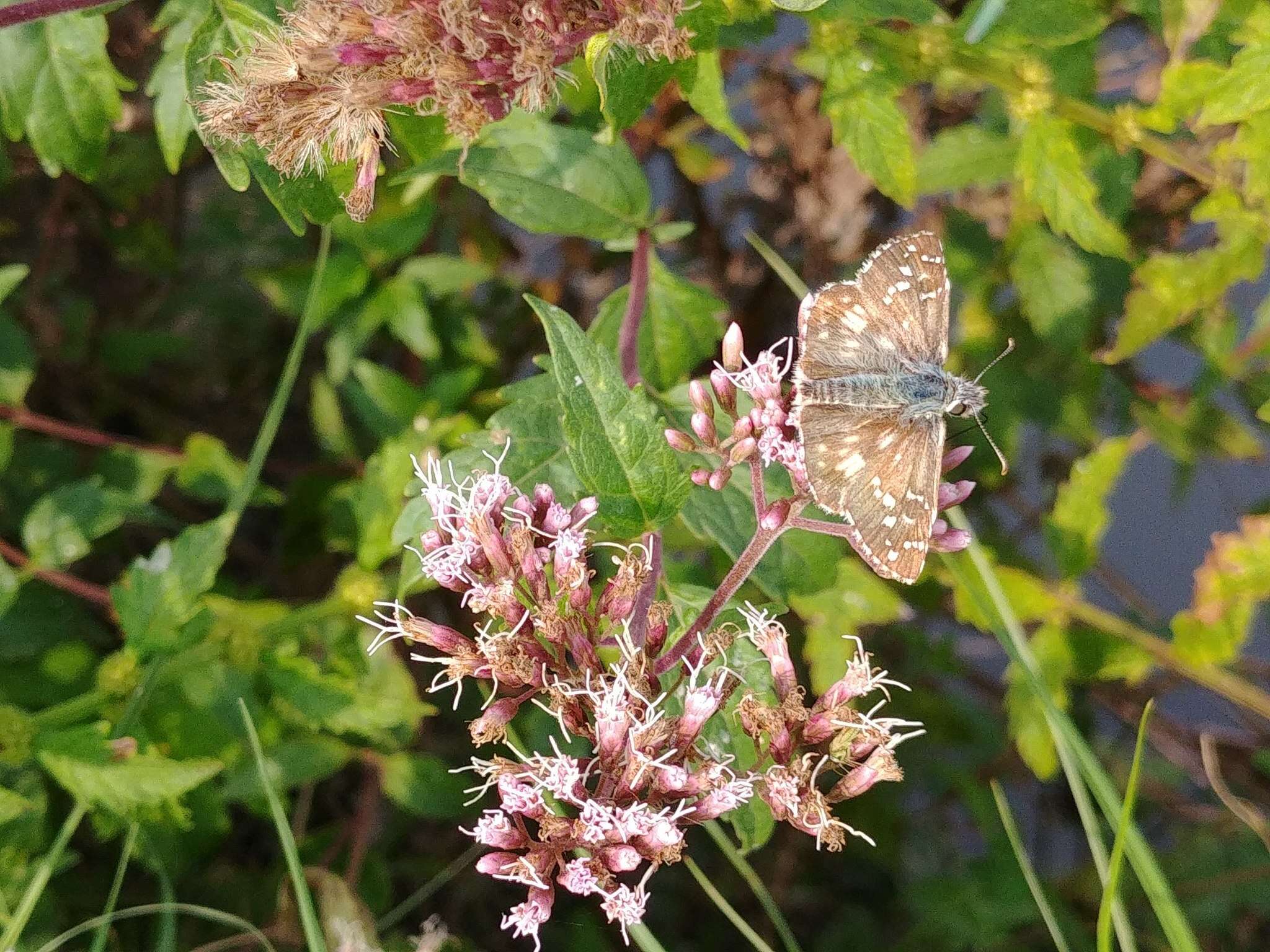 Image of oberthürs grizzled skipper