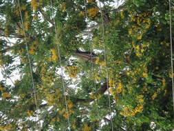 Image of Burma padauk