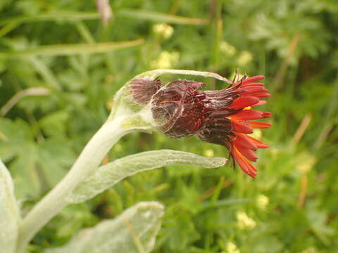 Image of Tephroseris integrifolia subsp. capitata (Wahlenb.) B. Nord.