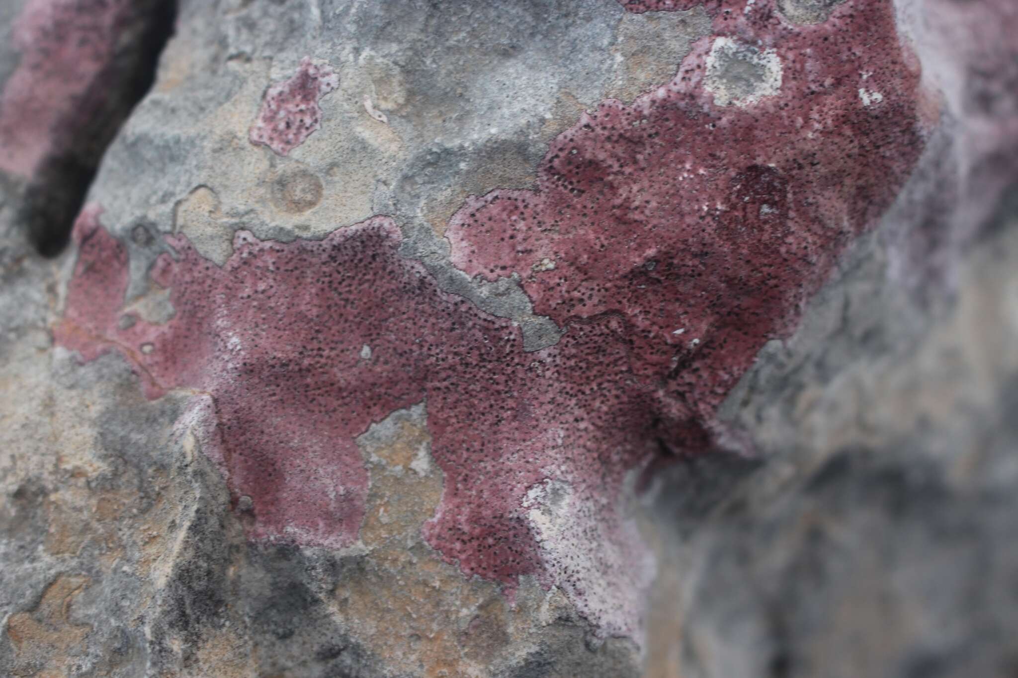 Image of wart lichen