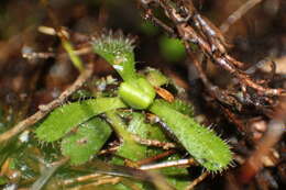 Imagem de Drosera hamiltonii C. R. P. Andrews