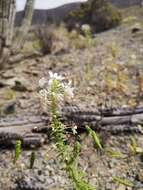 Image of Cleome chilensis DC.