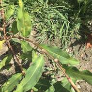 Sivun Persicaria extremiorientalis (Vorosh.) N. N. Tzvel. kuva