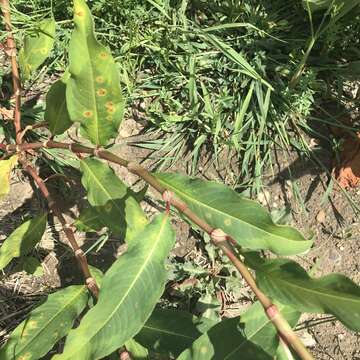 Image of far-eastern smartweed