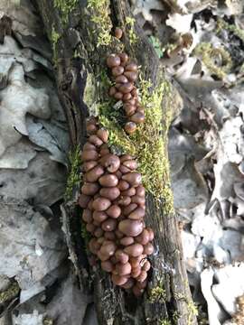 Image of Mycena renati Quél. 1886