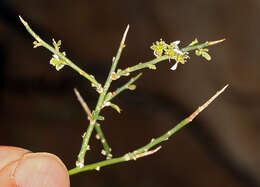 Image de Glossopetalon spinescens var. aridum M. E. Jones