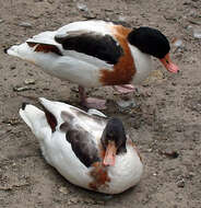 Image of shelduck, common shelduck