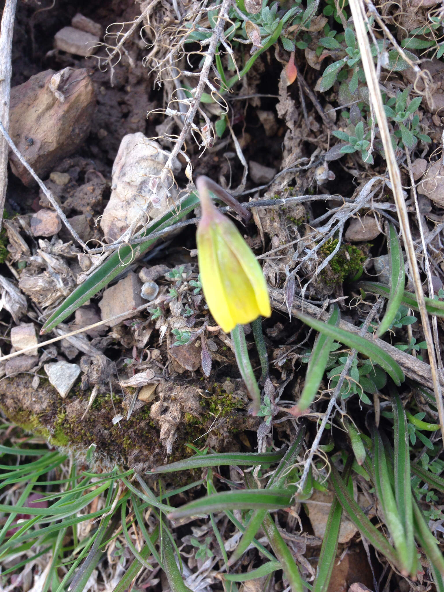 Image of Yellow Bell