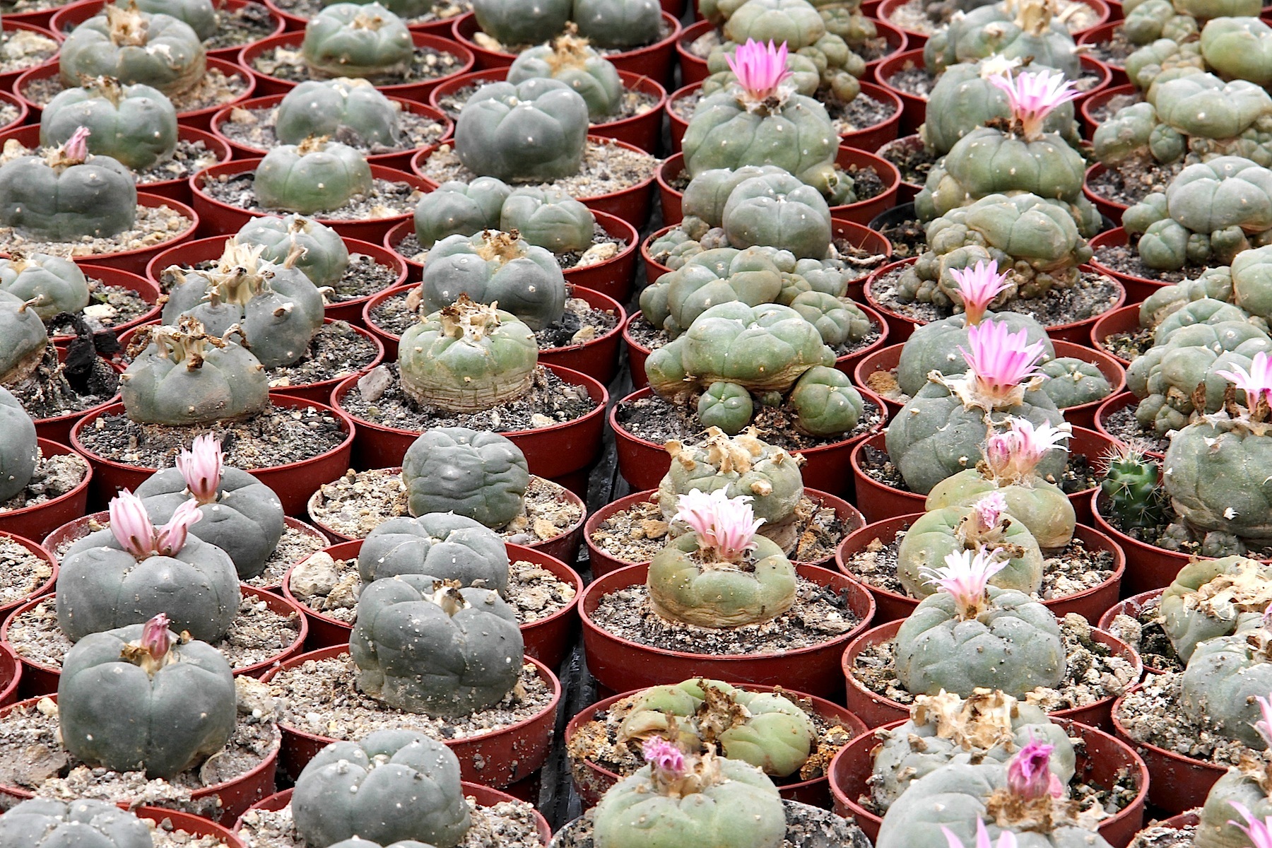 keep an eye out for peyote plants