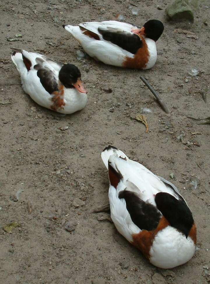 Image of shelduck, common shelduck